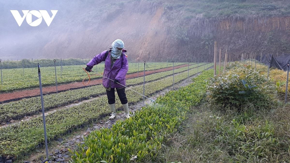 người dân bắc kạn ứng phó với giá rét cho cây trồng, vật nuôi hình ảnh 1 nguoi dan bac kan ung pho voi gia ret cho cay trong, vat nuoi hinh anh 1