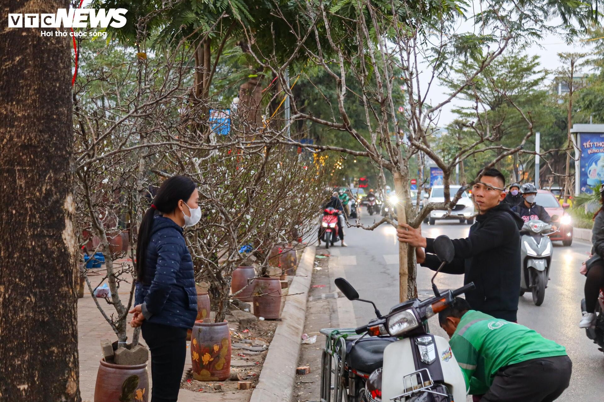 Hết Tết, người Hà Nội vẫn chi tiền triệu mua đào, lê rừng Tây Bắc - 10