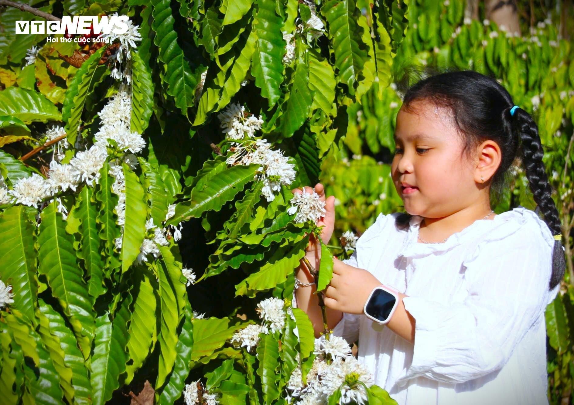 Ngắm hoa cà phê phủ trắng vùng nắng gió Tây Nguyên - 10