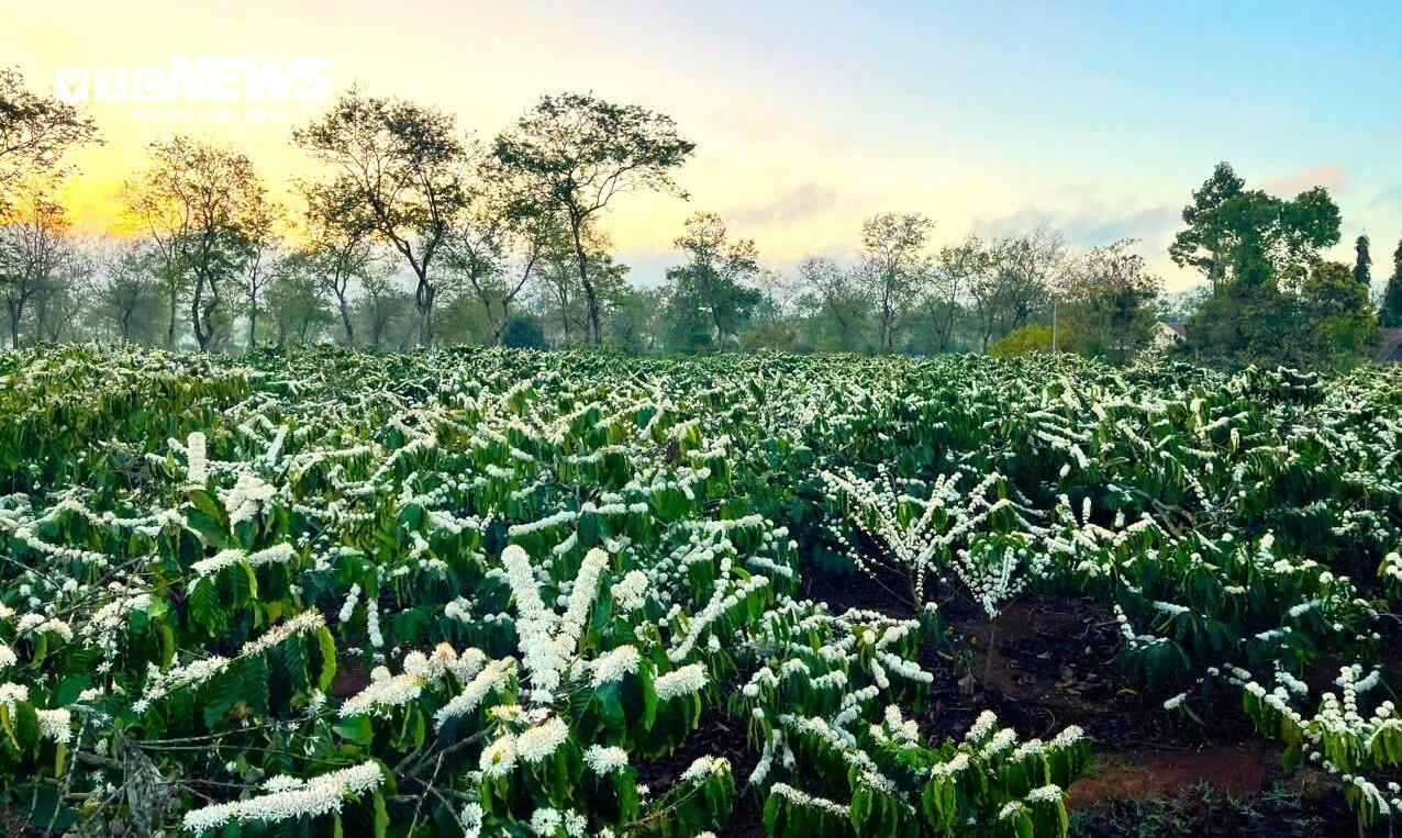 Ngắm hoa cà phê phủ trắng vùng nắng gió Tây Nguyên - 2