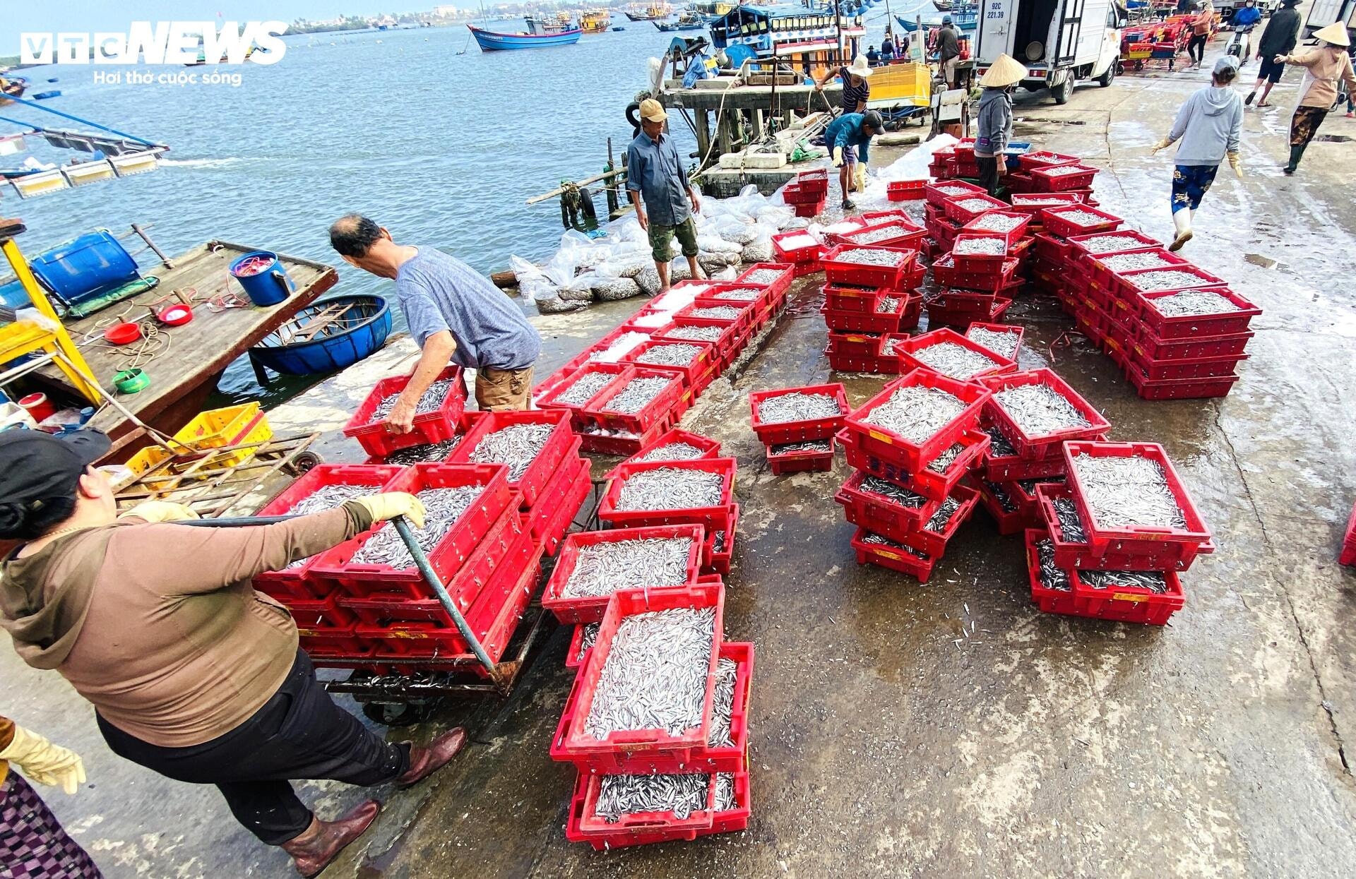 Xuyên đêm bủa lưới ở Cù Lao Chàm, ngư dân xứ Quảng trúng đậm cả chục tấn cá cơm - 1