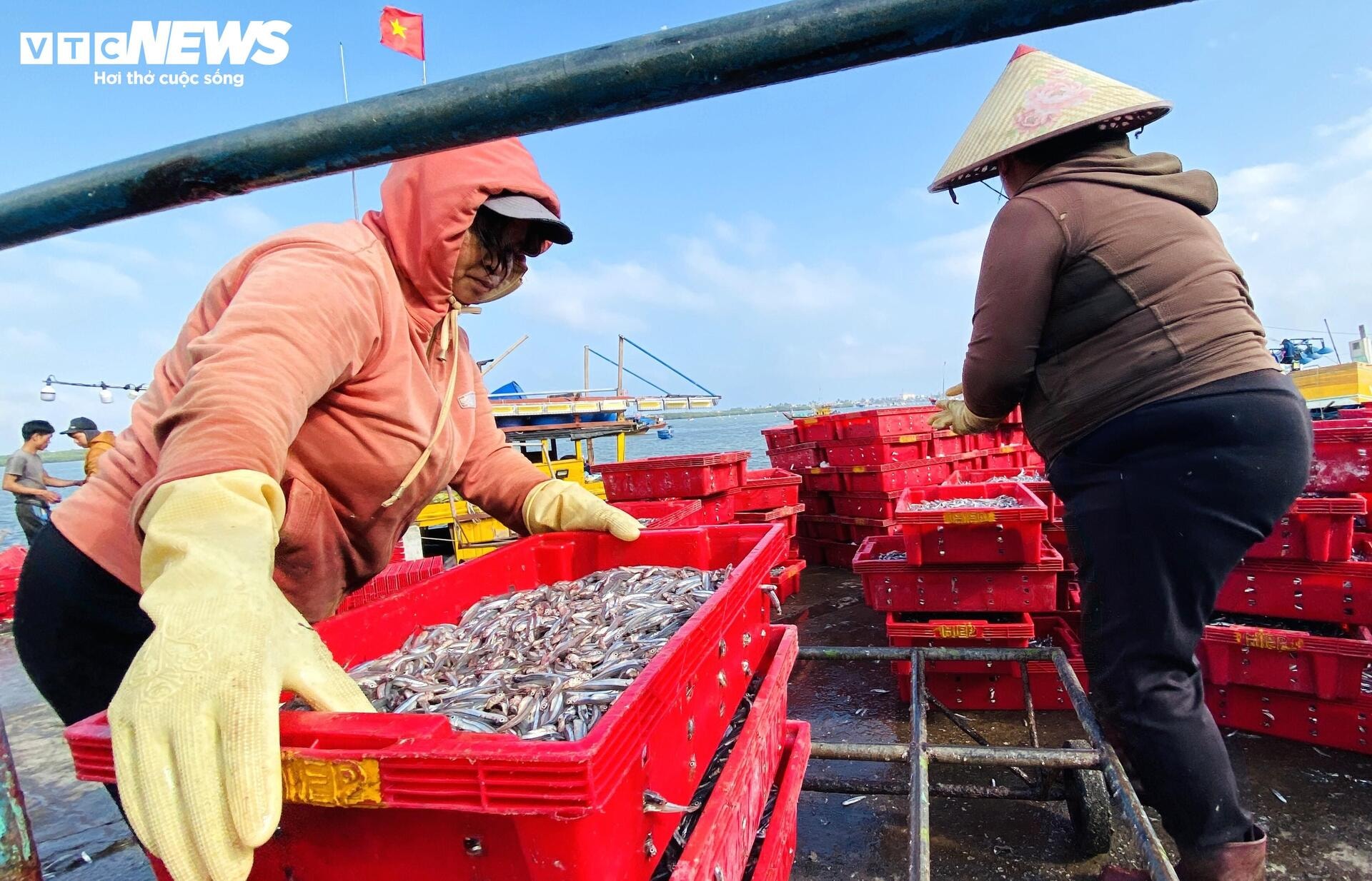 Xuyên đêm bủa lưới ở Cù Lao Chàm, ngư dân xứ Quảng trúng đậm cả chục tấn cá cơm - 10