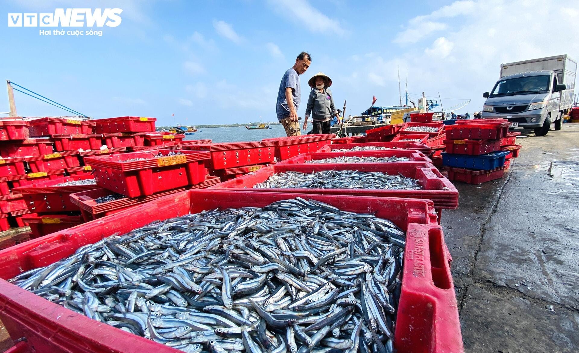 Xuyên đêm bủa lưới ở Cù Lao Chàm, ngư dân xứ Quảng trúng đậm cả chục tấn cá cơm - 2