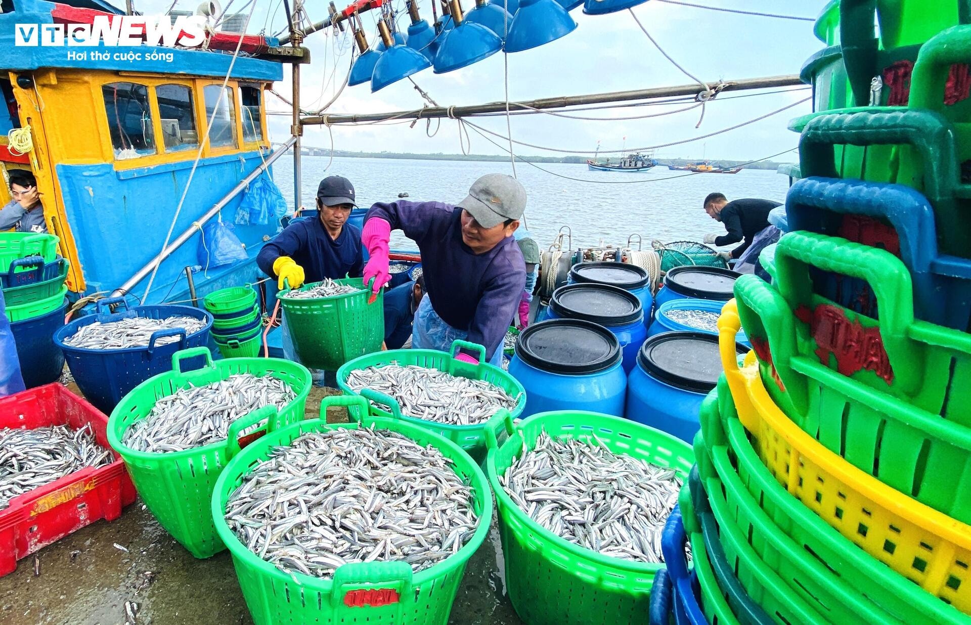 Xuyên đêm bủa lưới ở Cù Lao Chàm, ngư dân xứ Quảng trúng đậm cả chục tấn cá cơm - 4