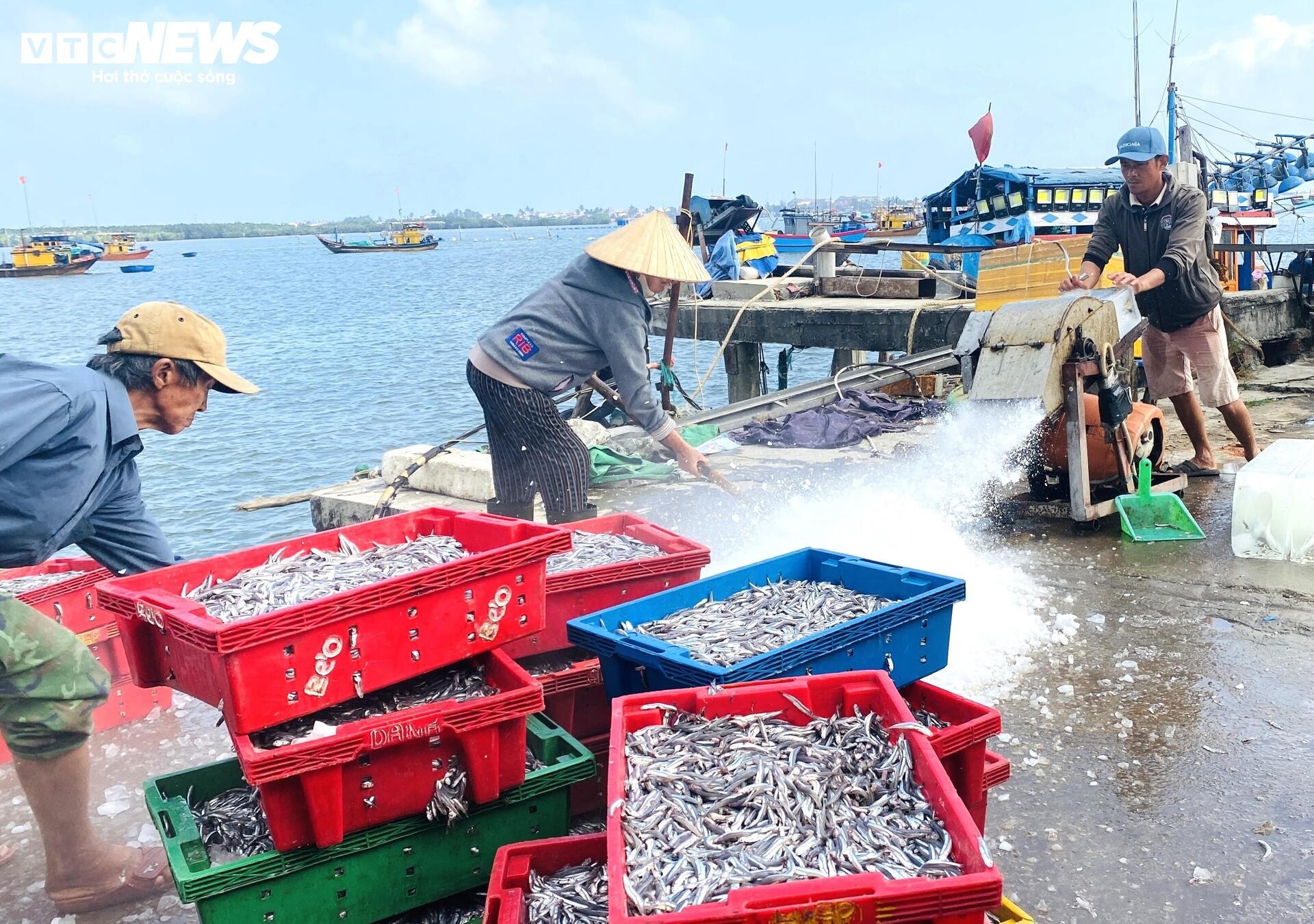 Xuyên đêm bủa lưới ở Cù Lao Chàm, ngư dân xứ Quảng trúng đậm cả chục tấn cá cơm - 3