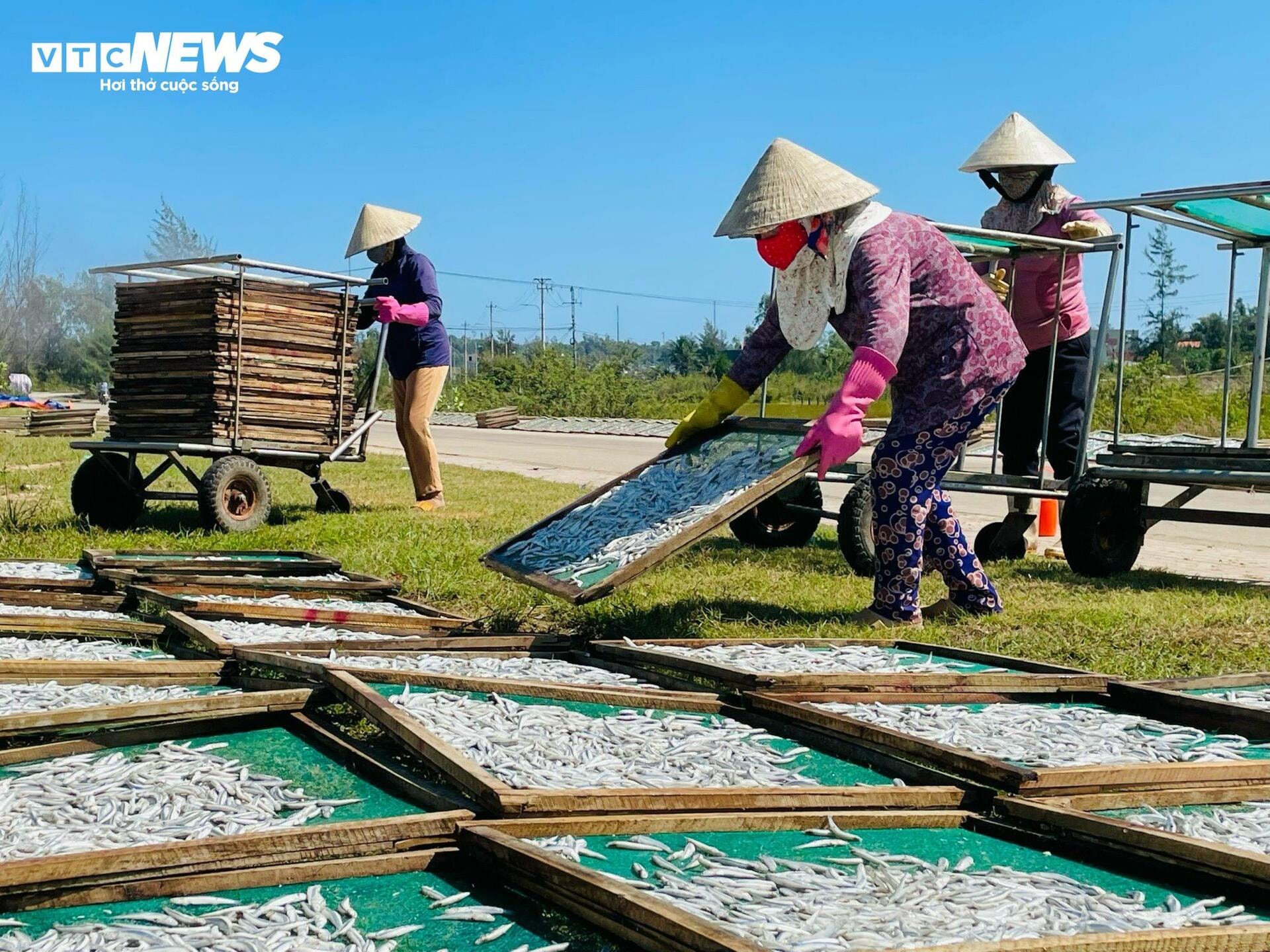 Ngư dân Quảng Ngãi trúng đậm cá cơm, nghề hấp cá tất bật vào vụ - 4