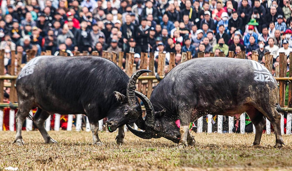 Lễ hội chọi trâu dấy lên những lo ngại về tính bạo lực và biến tướng.