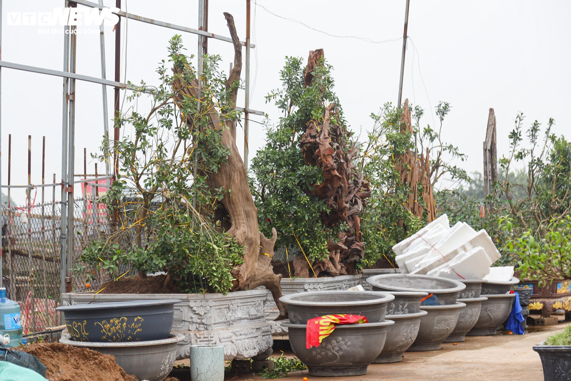 Những chậu quất gỗ lũa có giá vài trăm triệu đồng dịp Tết cũng đang được các nhà vườn cắt tỉa, uốn thế, chuẩn bị cho vụ Tết Nguyên đán 2026.