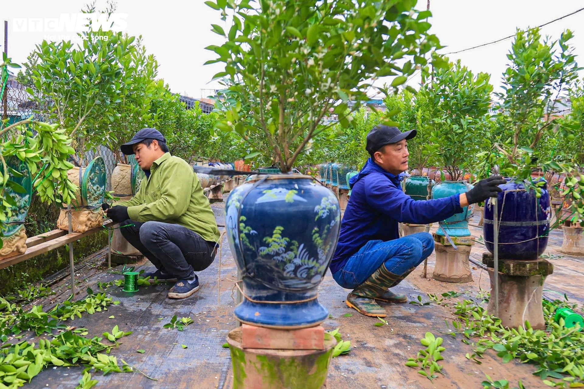 Quá trình chăm sóc, tỉa cành cho cây quất kéo dài khoảng 1 - 2 tháng, vậy nên hầu hết các nhà vườn đều phải thuê thêm người từ nhiều nơi khác nhau đến làm việc.