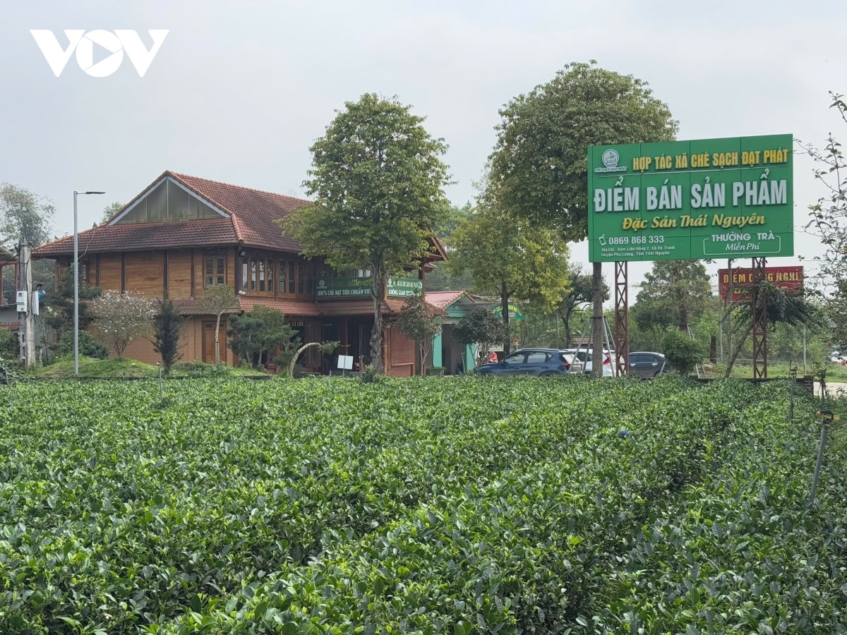 thu hut du khach bang net van hoa va nghe thuat thuong tra thai nguyen hinh anh 1