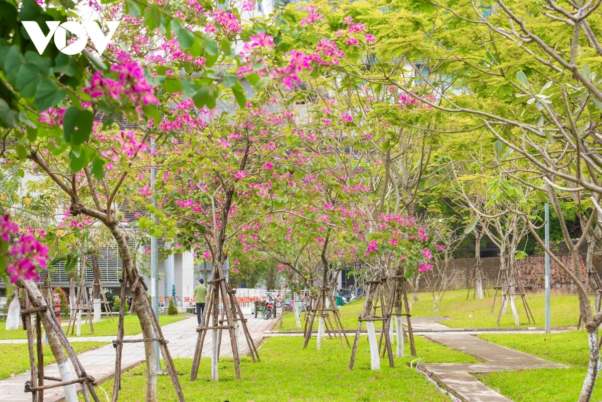 hoa ban hoang hau ruc ro khoe sac tren pho phuong Da nang hinh anh 2