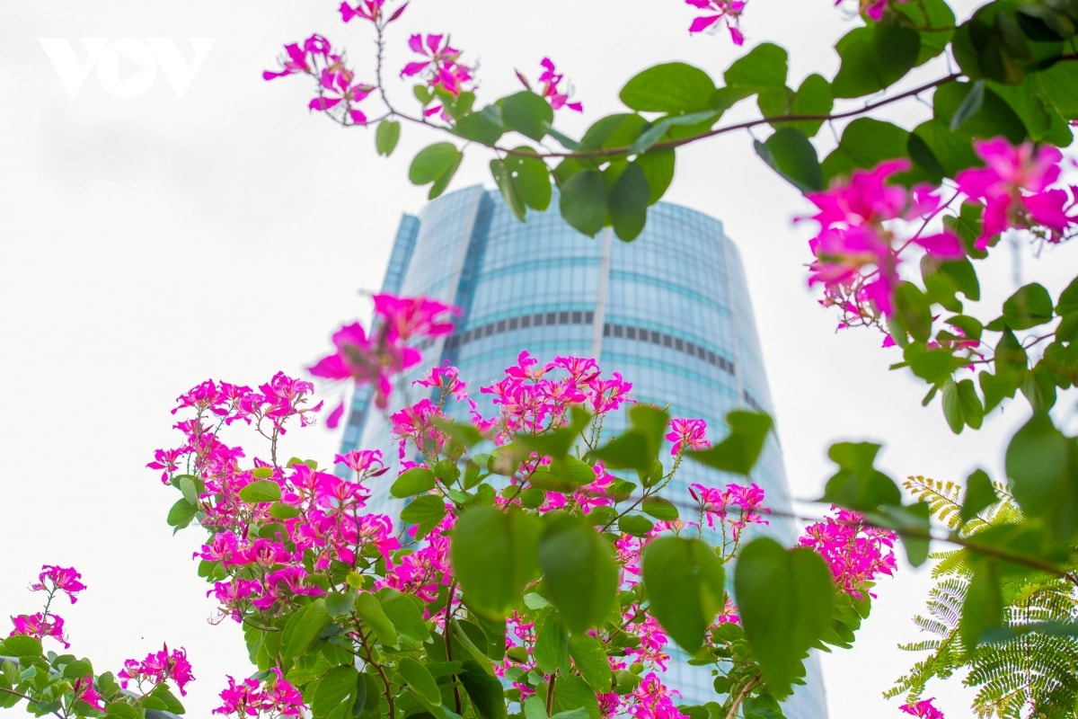 hoa ban hoang hau ruc ro khoe sac tren pho phuong Da nang hinh anh 6