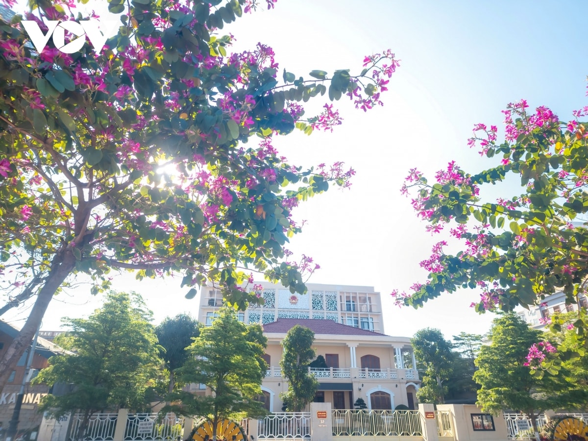 hoa ban hoang hau ruc ro khoe sac tren pho phuong Da nang hinh anh 1