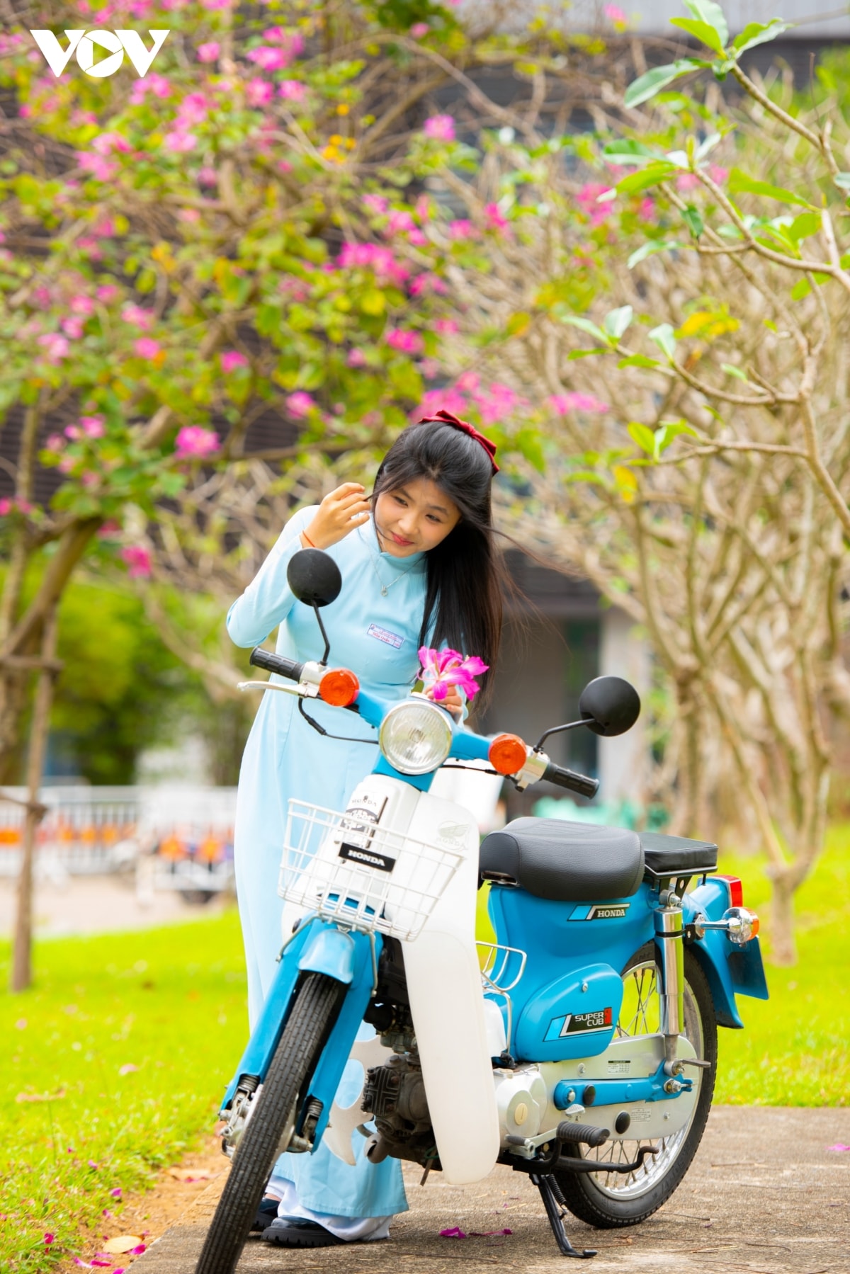 hoa ban hoang hau ruc ro khoe sac tren pho phuong Da nang hinh anh 3