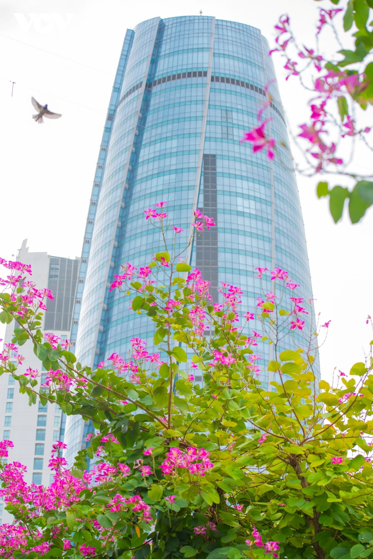 hoa ban hoang hau ruc ro khoe sac tren pho phuong Da nang hinh anh 8