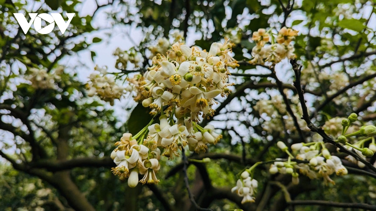 nong nan huong buoi thang 3 hinh anh 12