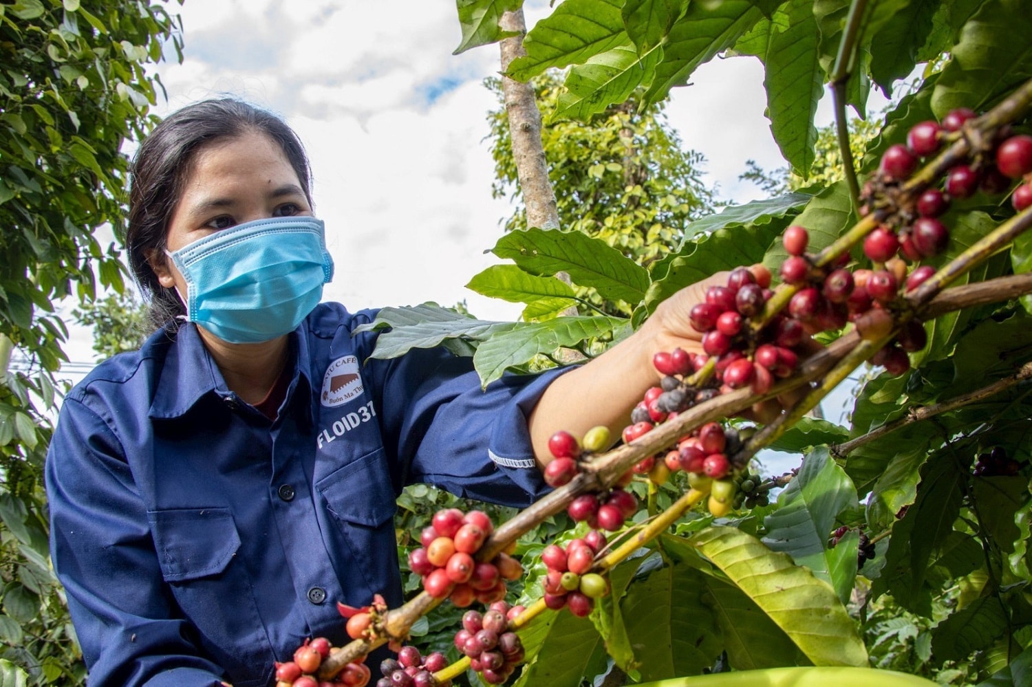 Giá cà phê hôm nay 1/5: Thế giới tăng, trong nước ổn định. (Ảnh minh họa).