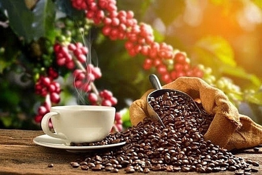 Giá cà phê trong nước giảm mạnh.
