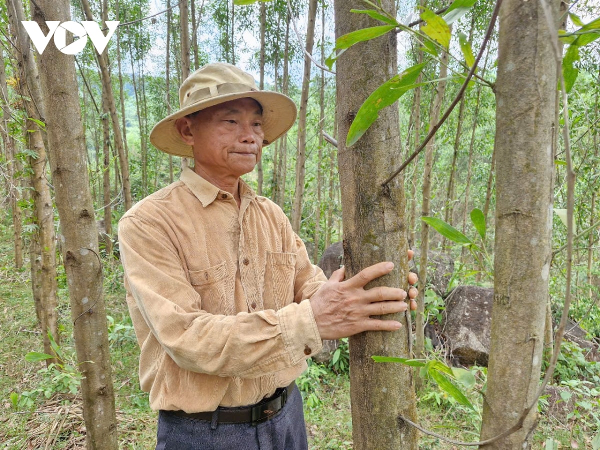 khuyến khích người dân tham gia trồng rừng gỗ lớn hình ảnh 1 khuyen khich nguoi dan tham gia trong rung go lon hinh anh 1