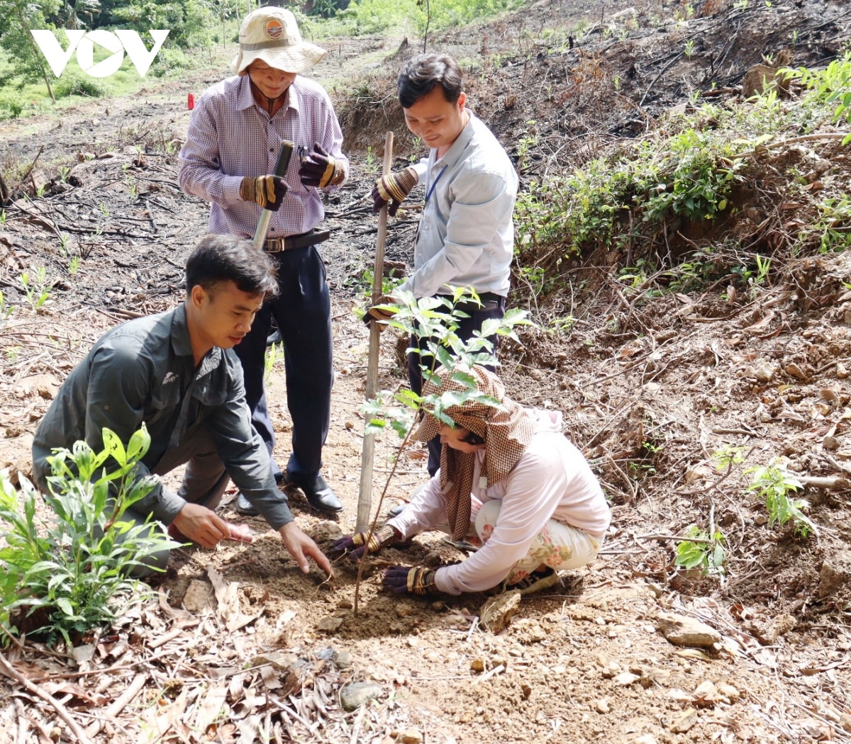 khuyến khích người dân tham gia trồng rừng gỗ lớn hình ảnh 3 khuyen khich nguoi dan tham gia trong rung go lon hinh anh 3