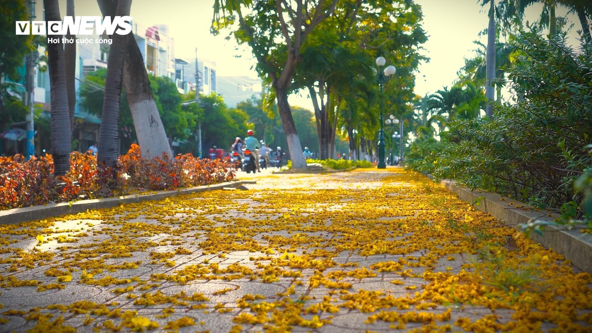 Phượng vàng khoe sắc, đẹp mơ màng giữa phố biển Quy Nhơn - 9