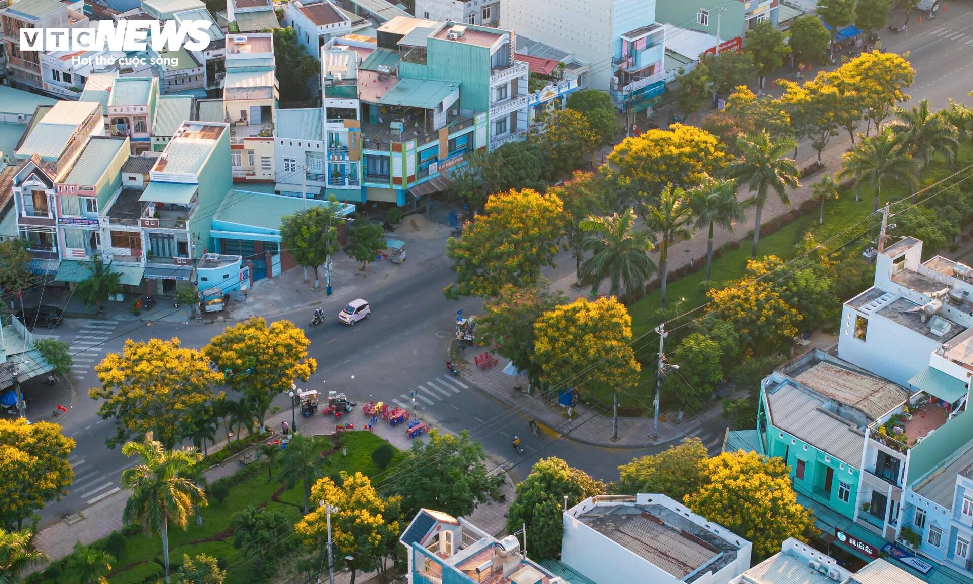 Phượng vàng khoe sắc, đẹp mơ màng giữa phố biển Quy Nhơn - 2