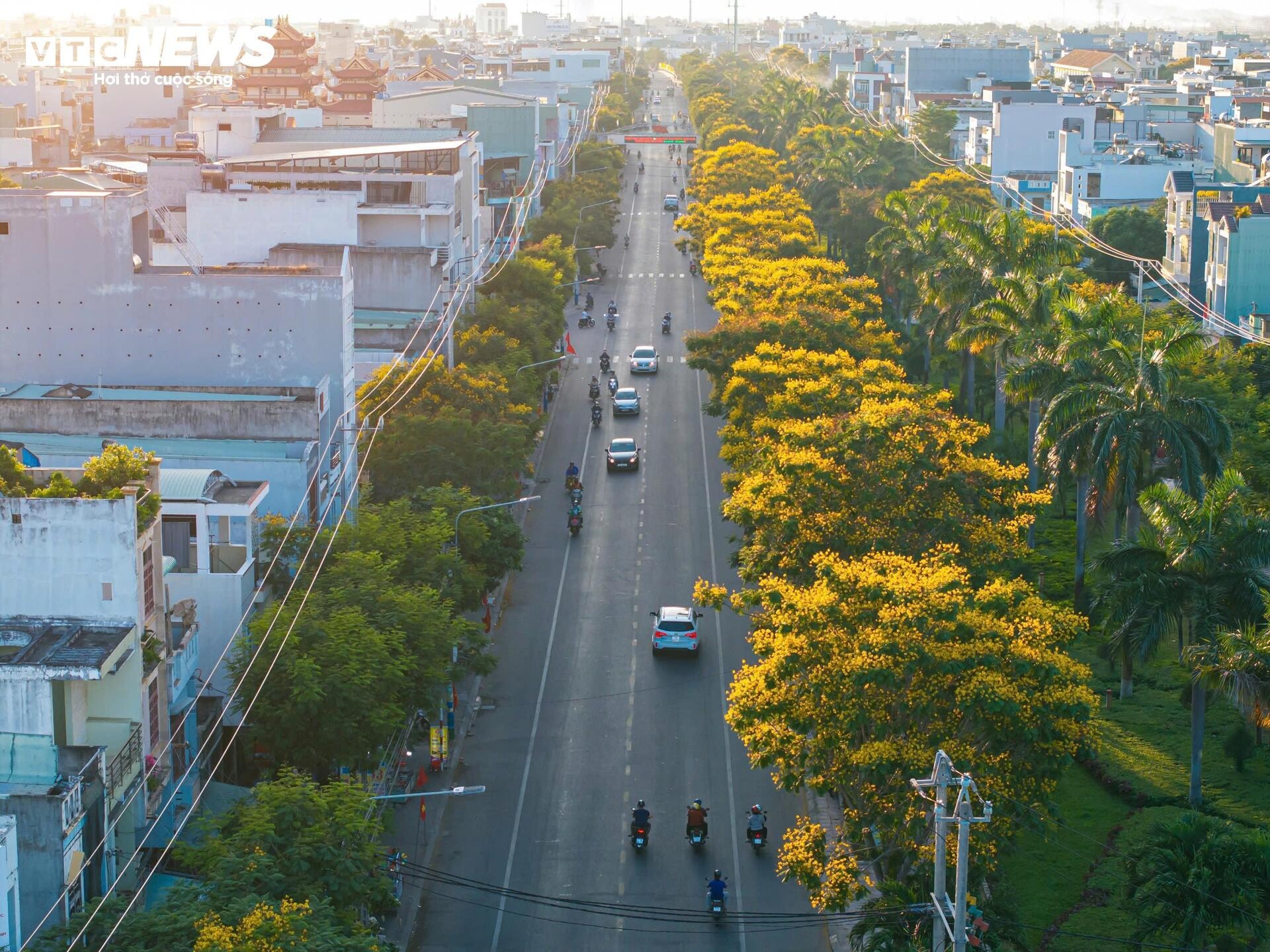 Phượng vàng khoe sắc, đẹp mơ màng giữa phố biển Quy Nhơn - 1