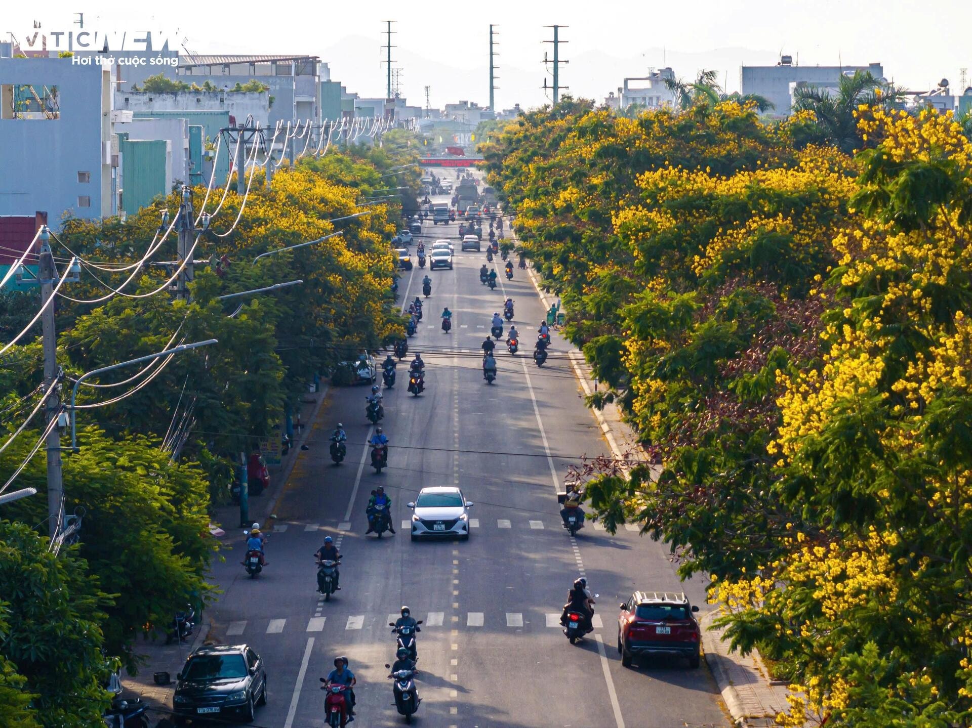 Phượng vàng khoe sắc, đẹp mơ màng giữa phố biển Quy Nhơn - 8
