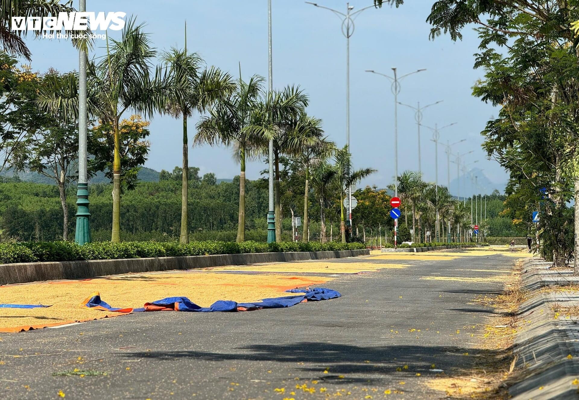 Đường hơn 34 tỷ nối Quốc lộ 1A ra giữa đồng, làm xong chỉ để phơi nông sản - 3