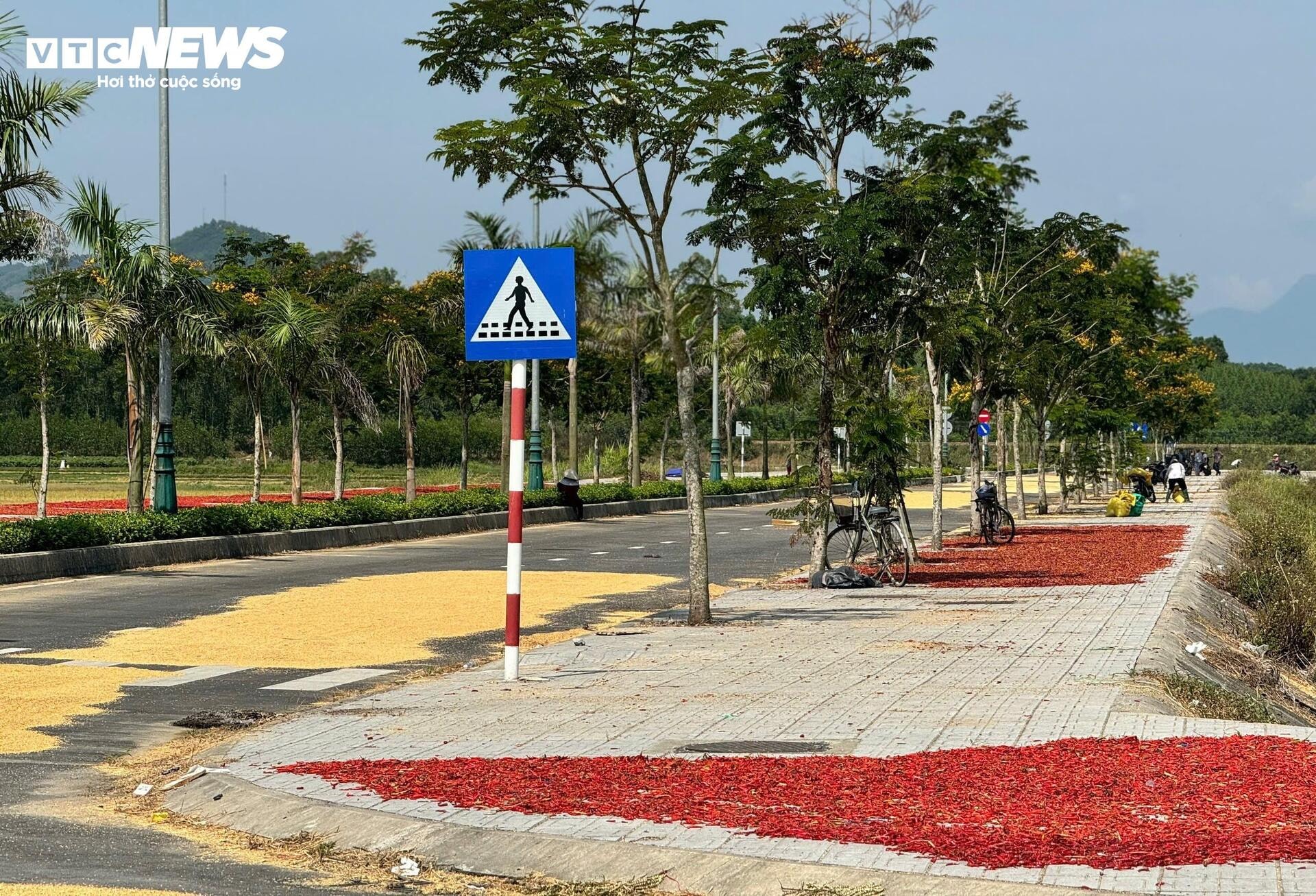 Đường hơn 34 tỷ nối Quốc lộ 1A ra giữa đồng, làm xong chỉ để phơi nông sản - 6
