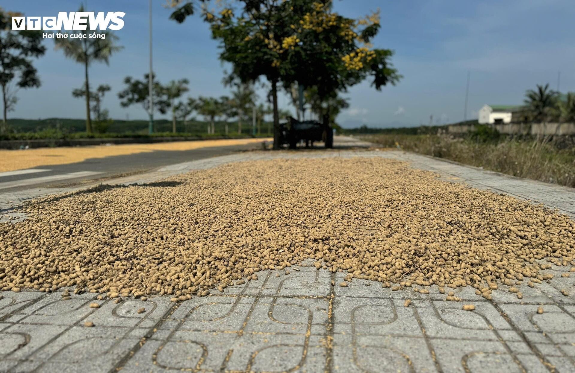 Đường hơn 34 tỷ nối Quốc lộ 1A ra giữa đồng, làm xong chỉ để phơi nông sản - 8