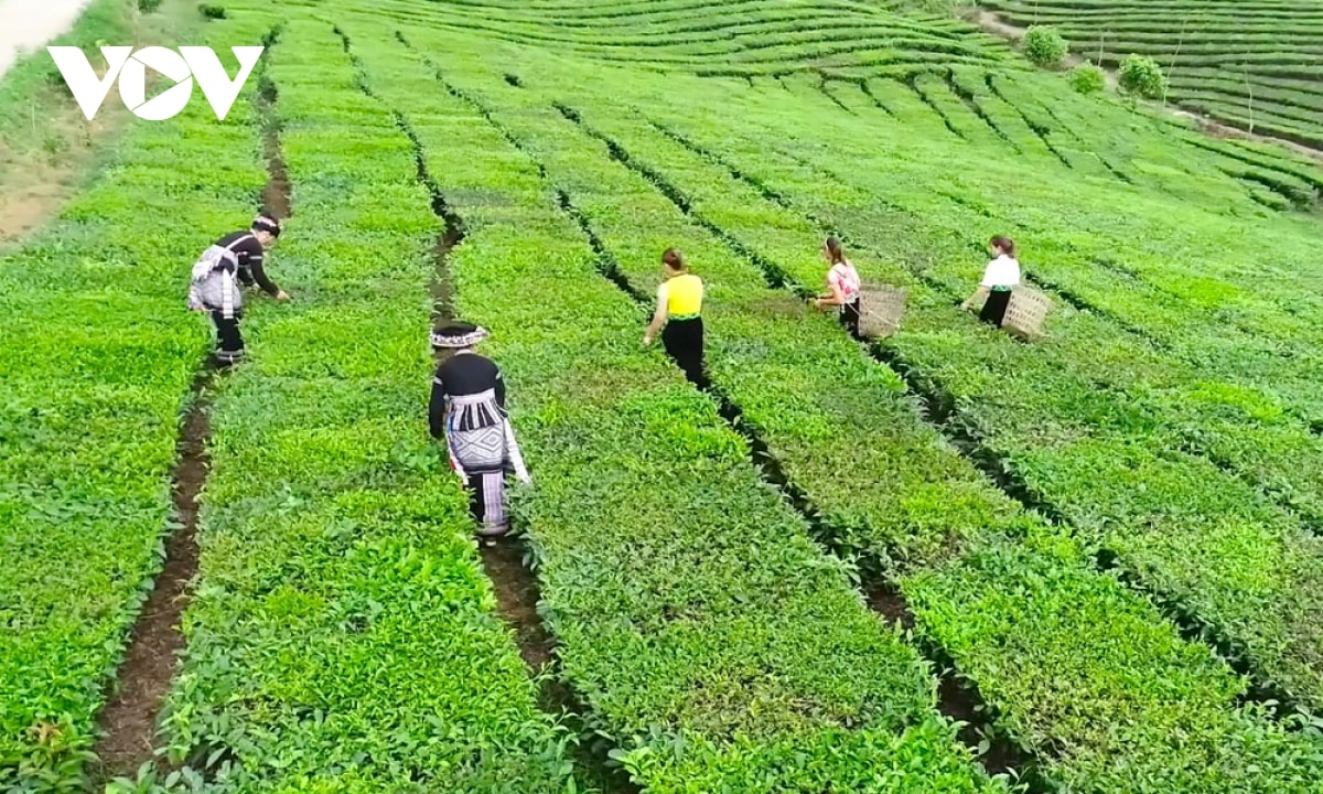 Doi che tan uyen - tuyet tac xanh giua nui rung tay bac hinh anh 6