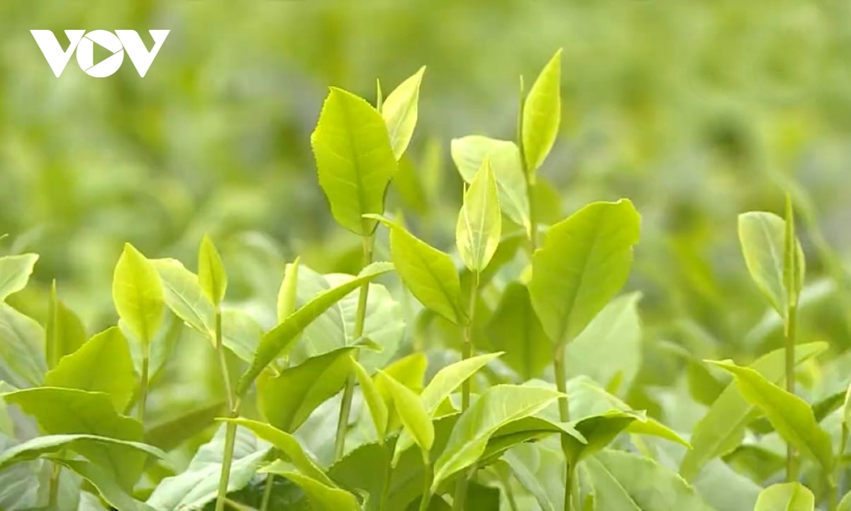 Doi che tan uyen - tuyet tac xanh giua nui rung tay bac hinh anh 7