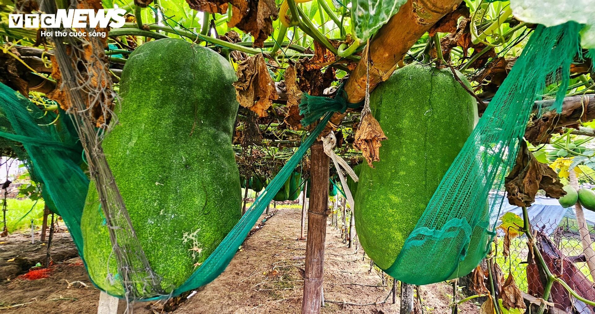 Độc lạ Bình Định: Làng trồng bí đao khổng lồ, quả nặng hơn 60kg - 7