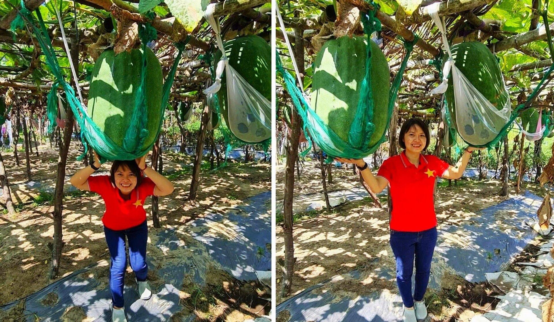 Độc lạ Bình Định: Làng trồng bí đao khổng lồ, quả nặng hơn 60kg - 8