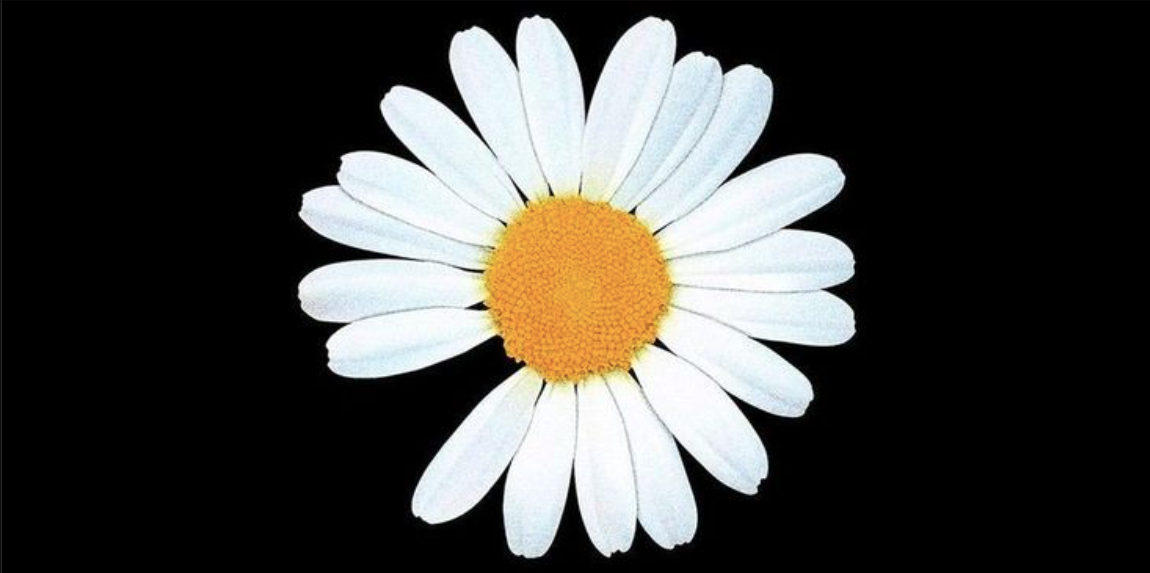 Hoa cúc thiếu cánh là biểu tượng đặc trưng của G-Dragon, mang ý nghĩa Peaceminusone.