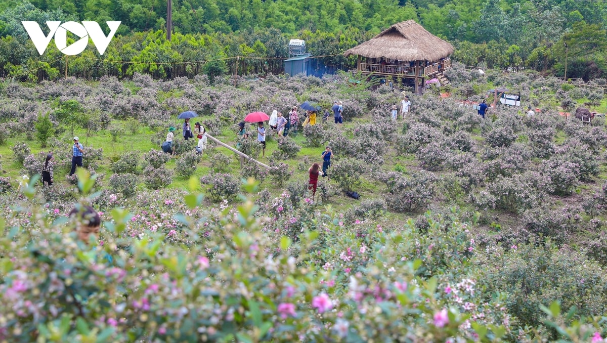 chiem nguong bat ngan sac tim hoa sim noi bien cuong Dong bac hinh anh 5
