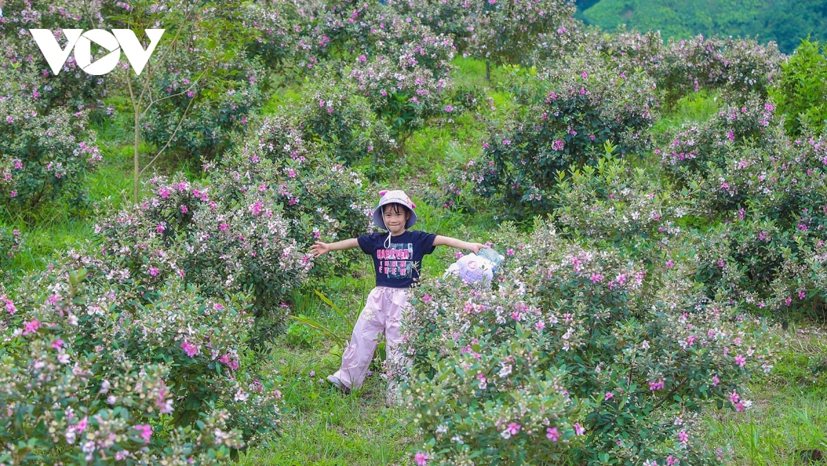 chiem nguong bat ngan sac tim hoa sim noi bien cuong Dong bac hinh anh 9