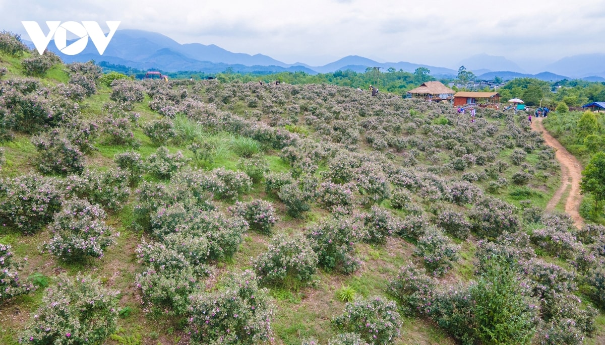 chiem nguong bat ngan sac tim hoa sim noi bien cuong Dong bac hinh anh 3
