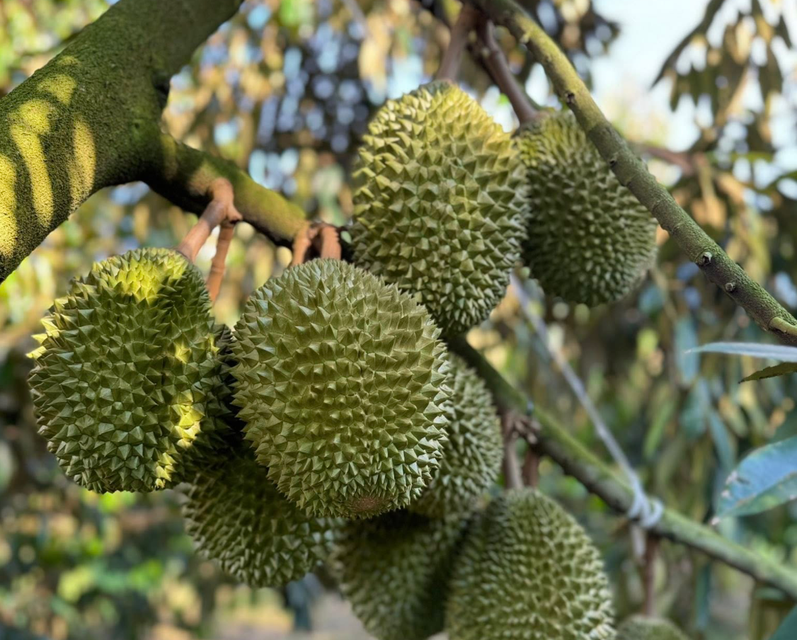 Sầu riêng xuất khẩu sang Trung Quốc đang sụt giảm mạnh. (Ảnh: MK)