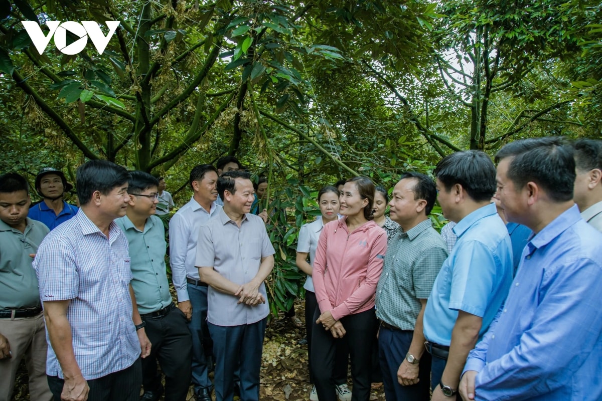 cảnh báo tăng trưởng sầu riêng vượt tầm năng lực quản trị hình ảnh 2 canh bao tang truong sau rieng vuot tam nang luc quan tri hinh anh 2