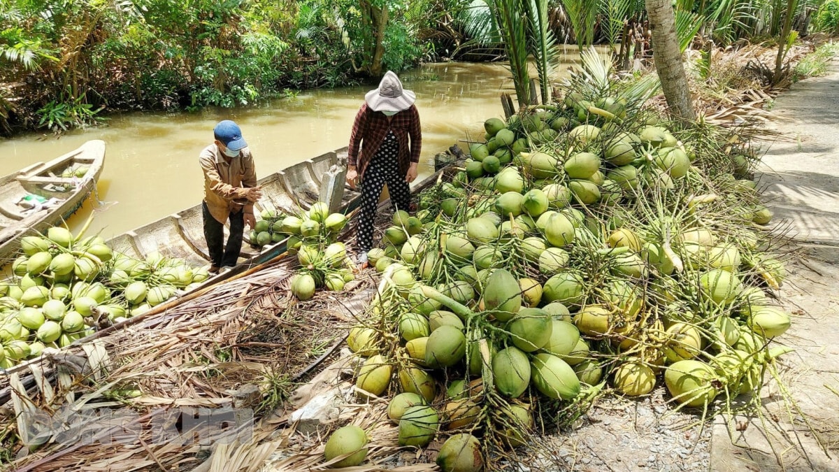 ba loại trái cây việt nam vào top 10 trái cây Đông nam Á dành cho du khách hình ảnh 1 ba loai trai cay viet nam vao top 10 trai cay Dong nam A danh cho du khach hinh anh 1