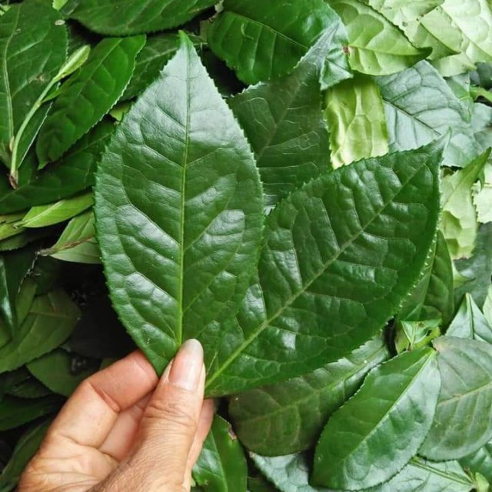 Lá trà xanh có khả năng chống oxy hóa mạnh mẽ (Ảnh minh họa)