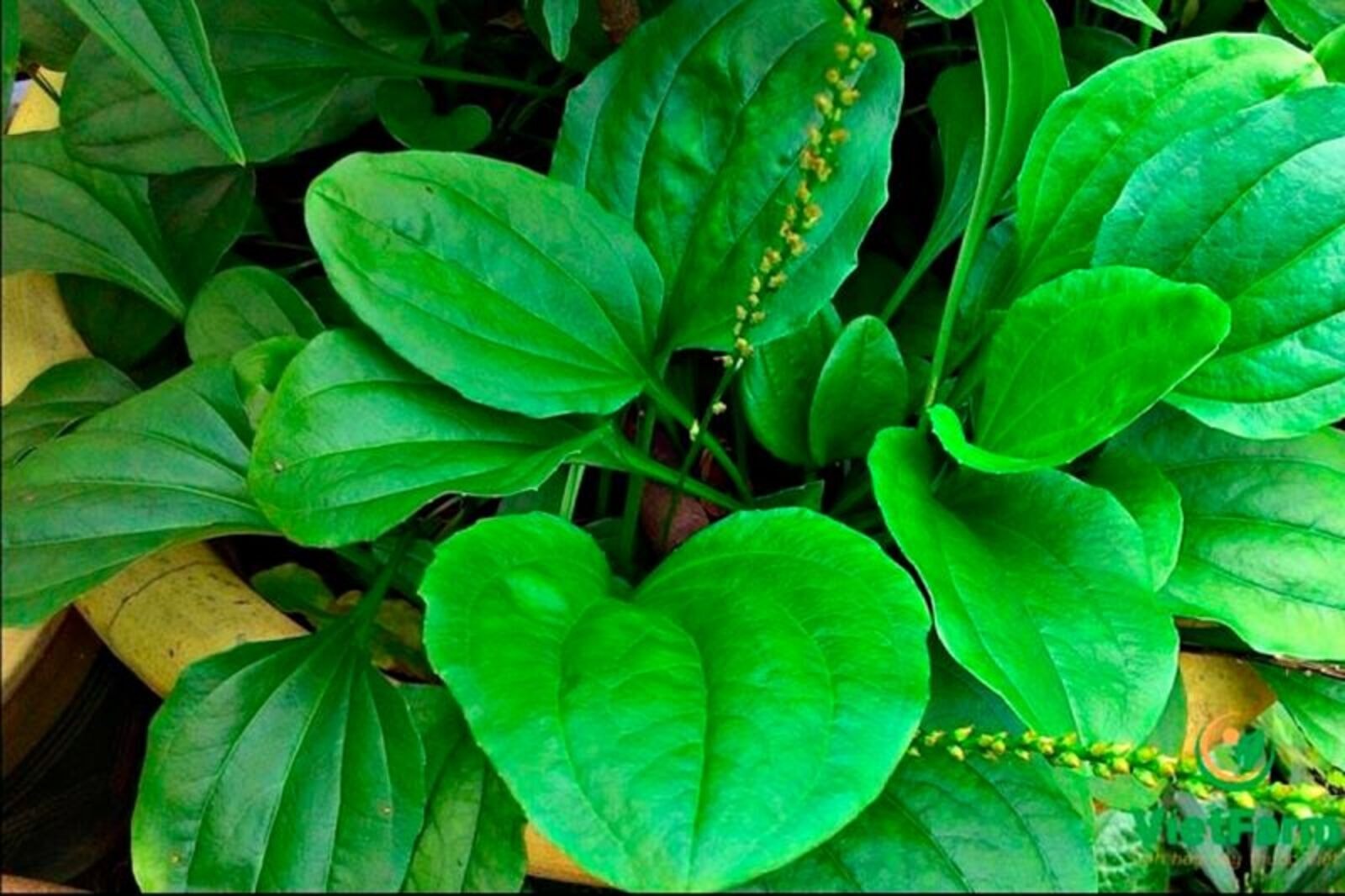 Lá mã đề giúp mát gan, giải độc rất tốt (Ảnh minh họa)