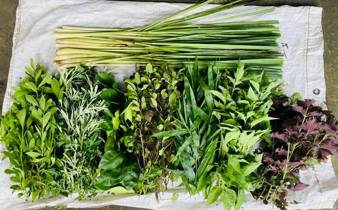 Các loại lá thảo dược dùng để xông với tắm.