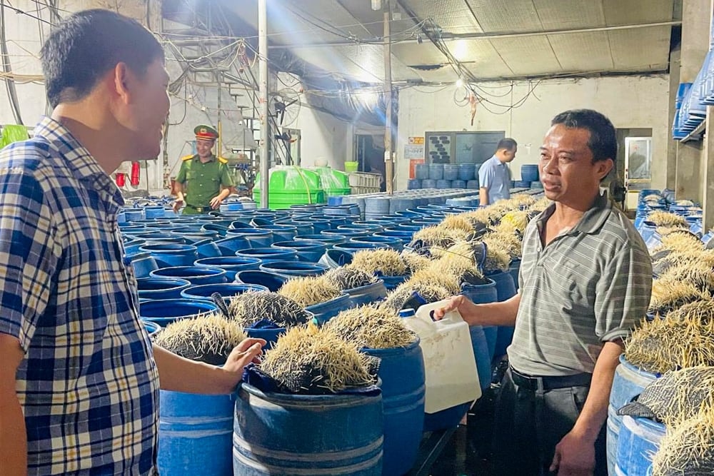 Dung dịch 6-Benzylaminopurine được dùng để ngâm ủ giá đỗ. (Ảnh: Thanh Tuấn)