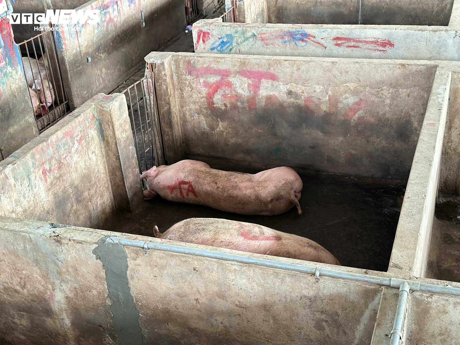 Heo tại lò mổ Nguyễn Đan.