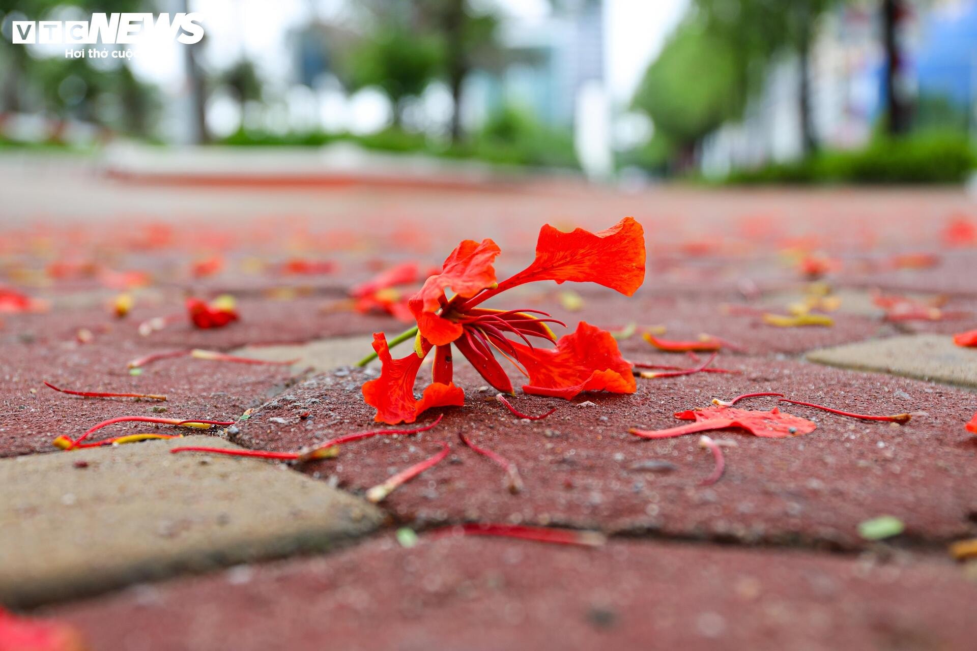 Phượng vĩ bung nở bừng sáng phố phường Hà Nội - 6