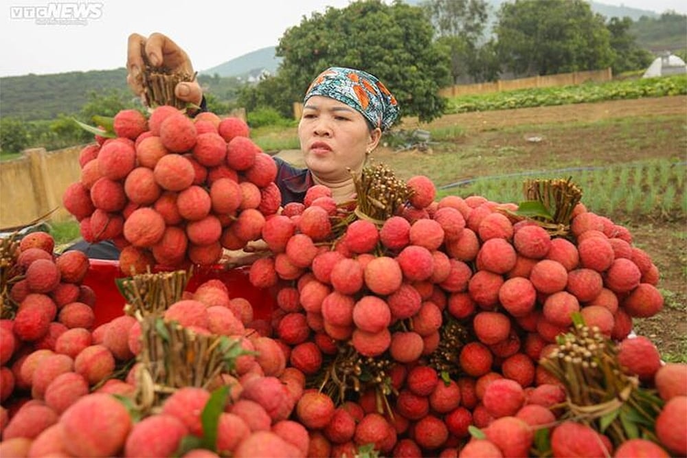 Vải thiều Lục Ngạn, Bắc Giang ngon nổi tiếng, cùi dày và hạt nhỏ. (Ảnh: Minh Đức - Khổng Chí)