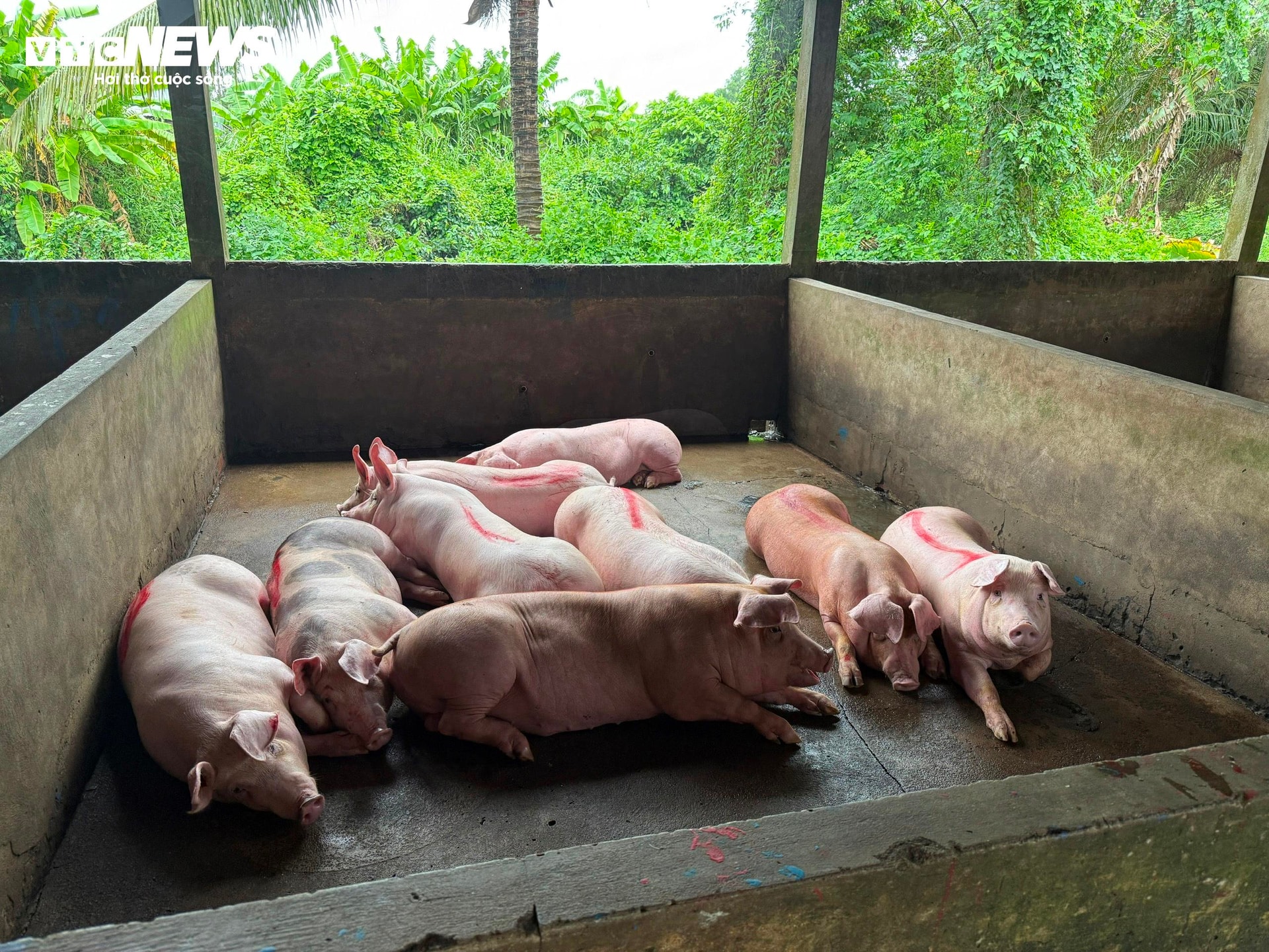 Bên trong nơi giết mổ heo gia công cho C.P. Việt Nam tại Sóc Trăng - 12